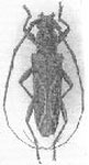 Eurysthea punctata