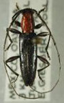 Ironeus mutatus