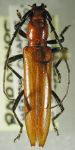 Megapsyrassa chiapaneca