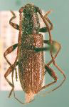  Metironeus hesperus