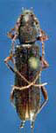  Micranoplium unicolor