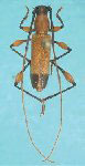  Nyssicostylus paraba