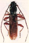  Piezophidion simplex