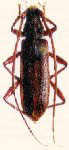  Protosphaerion punctatum