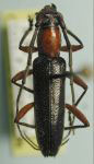  Psyrassa levicollis