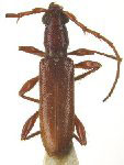  Psyrassa punctulata