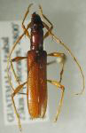  Psyrassa tympanophora