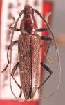  Stenosphenus cordovanus