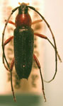  Stenosphenus cribripennis novatus