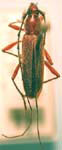  Stenosphenus debilis