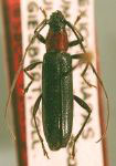  Stenosphenus penicilliventris