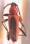  Stenosphenus suturalis