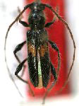  Stizocera asyka