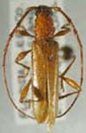  Stizocera floridana