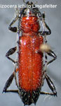  Stizocera ichilo