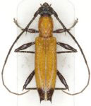  Stizocera kawensis