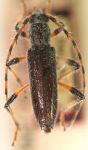  Stizocera nigroflava