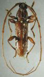  Trichophoroides jansoni