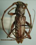  Trichophoroides pilicornis