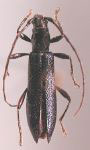  Tropimerus cyaneus