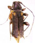 Callideriphus tucumanus