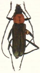 Chrysoprasis bicolor