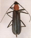 Eupempelus spinithorax