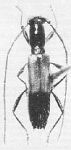 Calycibidion turbidum