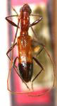Gnomidolon ignicolor
