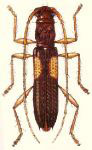 Neognomidolon pereirai