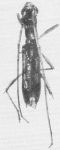 Tetraibidion ephimerum