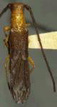  Methia bicolor