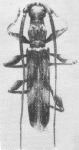 Bomaribidion hirsutum