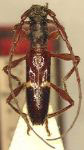 Compsibidion carenatum