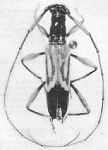 Compsibidion concisum