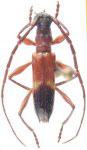 Compsibidion divisum