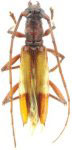 Compsibidion elianae