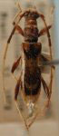 Compsibidion guanabarinum