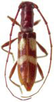  Compsibidion maculatum