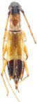  Compsibidion manauara