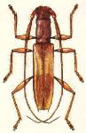  Compsibidion megarthron