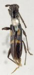  Compsibidion melancholicum