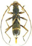  Compsibidion multizonatum