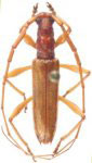  Compsibidion nigroterminatum