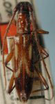  Compsibidion simillimum