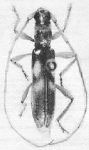  Compsibidion triviale