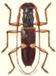  Compsibidion unifasciatum