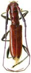  Compsibidion ytu