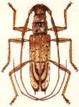  Compsibidion zikani