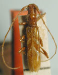  Engyum ludibriosum